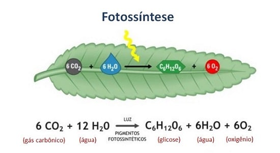 Equação química da reação de fotossíntese