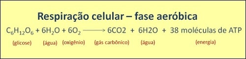 Equação química da reação de respiração celular